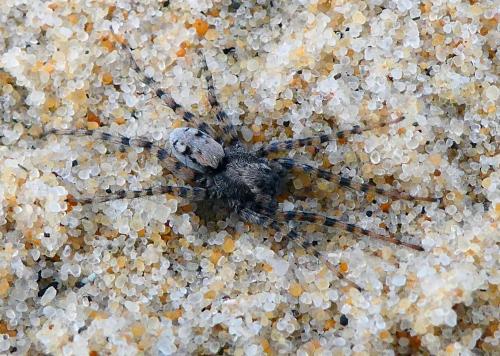 Arctosa perita